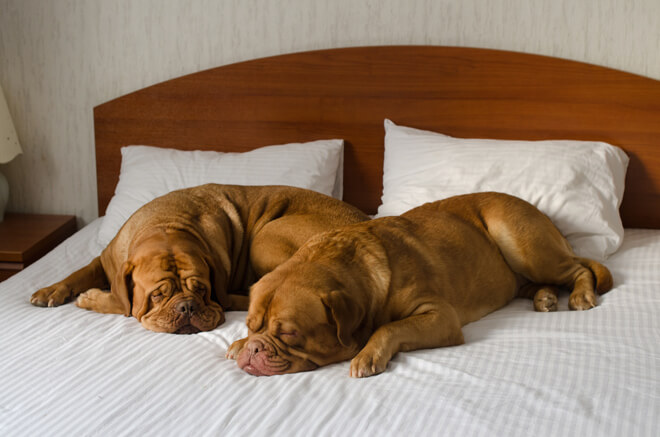 dogue de bordeaux pigro