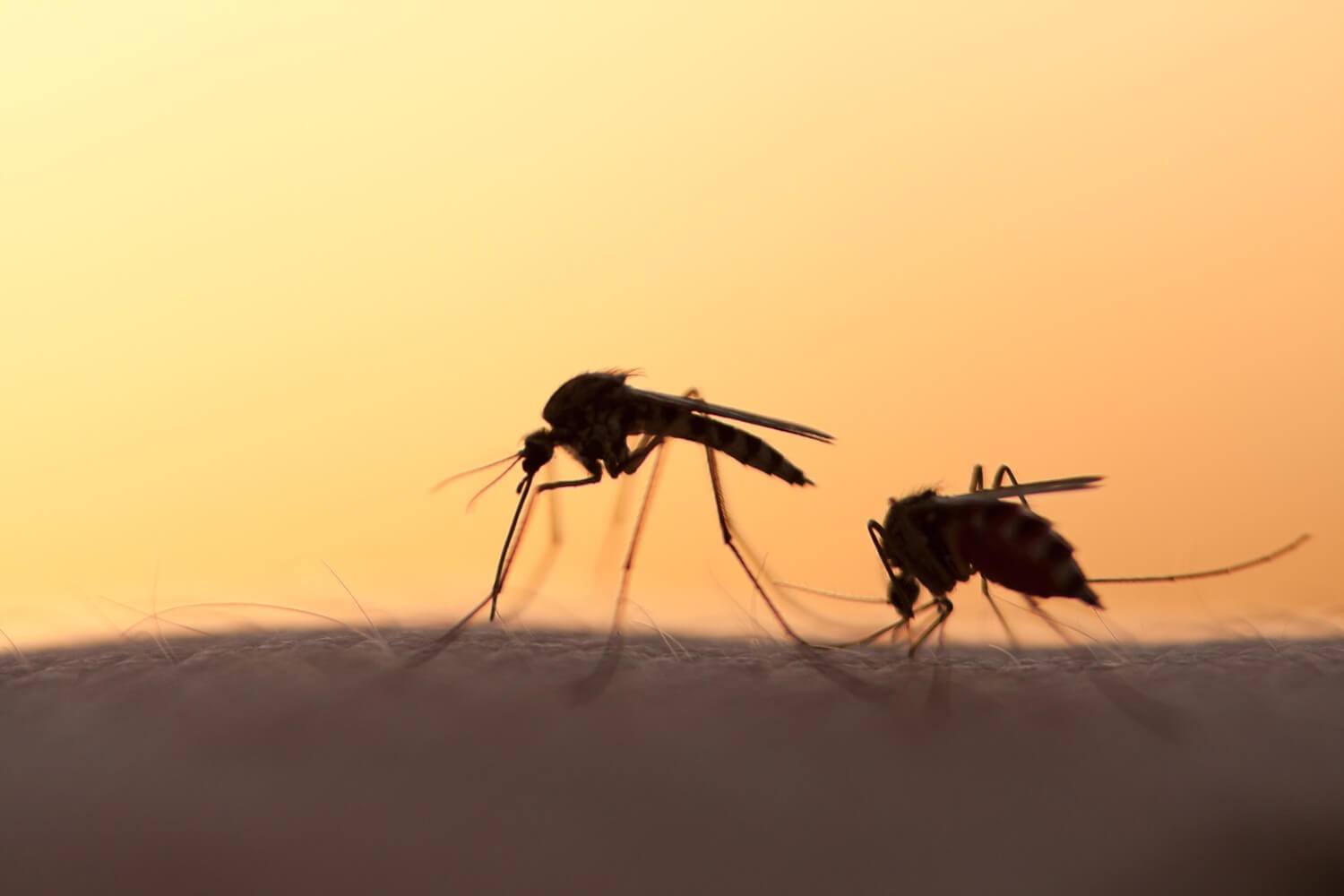 malattie dei cani filariosi cardiopolmonare