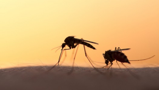 Filariosi cardiopolmonare