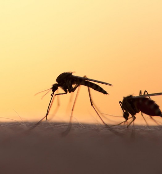 malattie dei cani filariosi cardiopolmonare