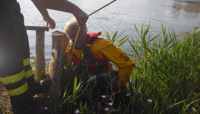 cane intrappolato in un laghetto