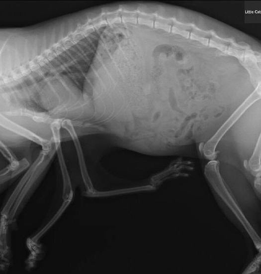 Radiografia gatto a 6 zampe