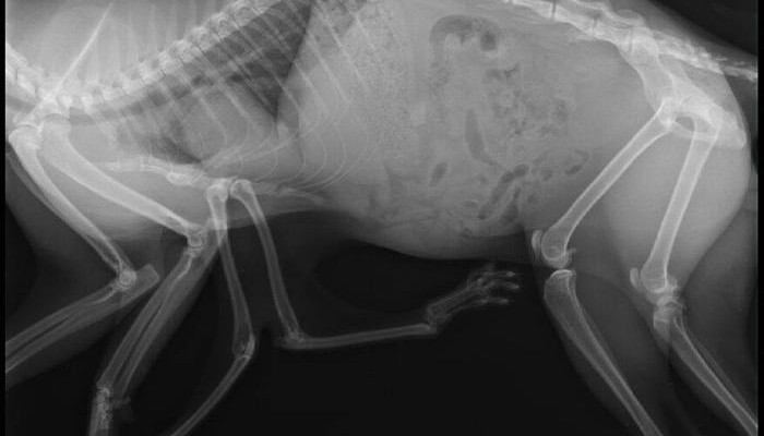 radiografia gatto a 6 zampe radiografia gatto a 6 zampe