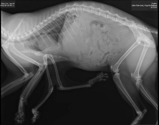 Radiografia gatto a 6 zampe