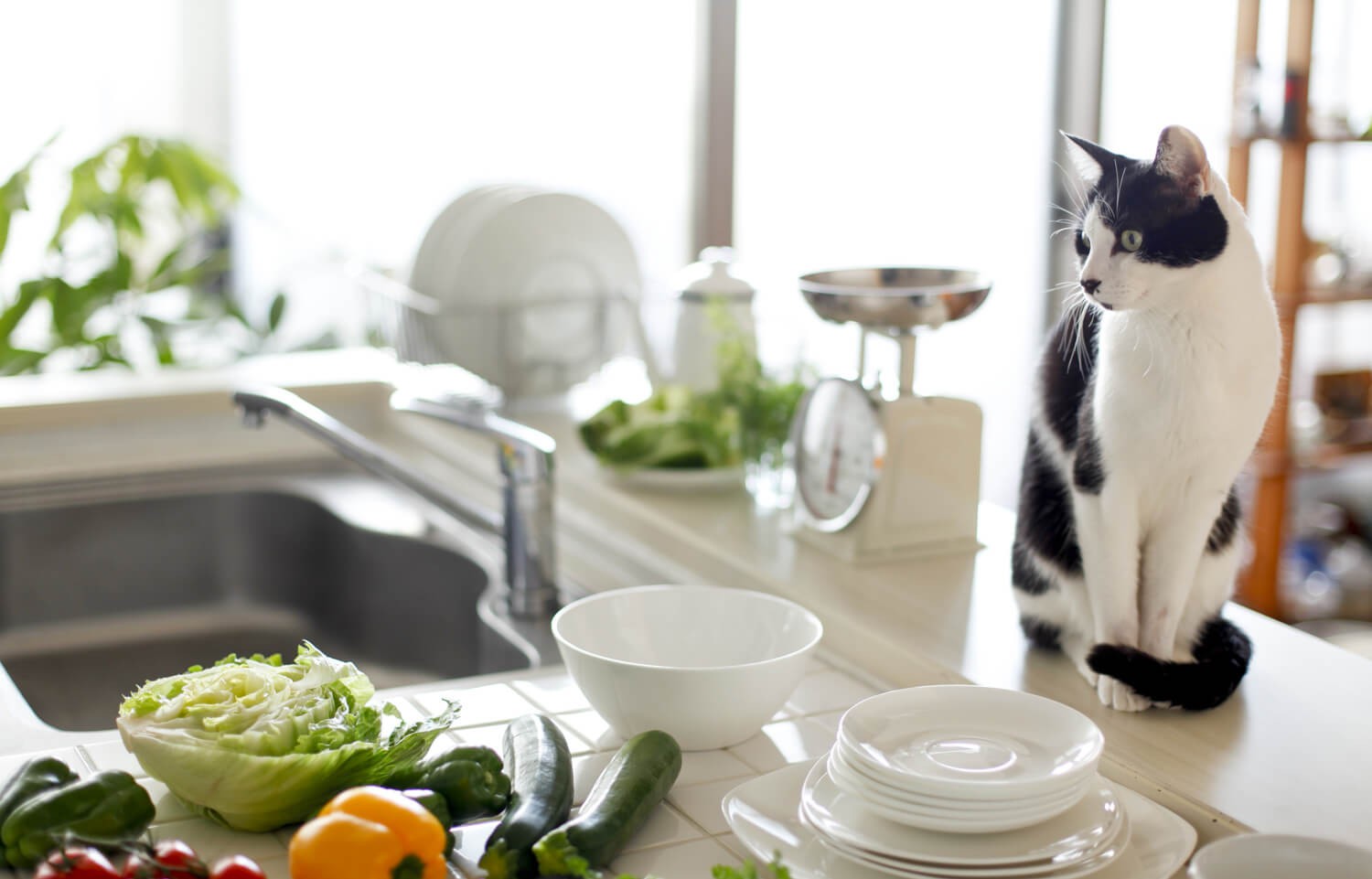 gatto in casa cucina