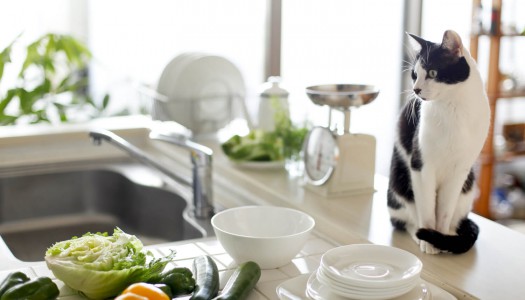 Perché il gatto salta sui mobili?