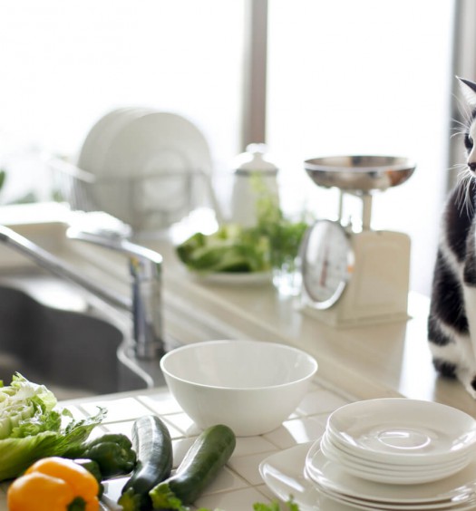 gatto in casa cucina