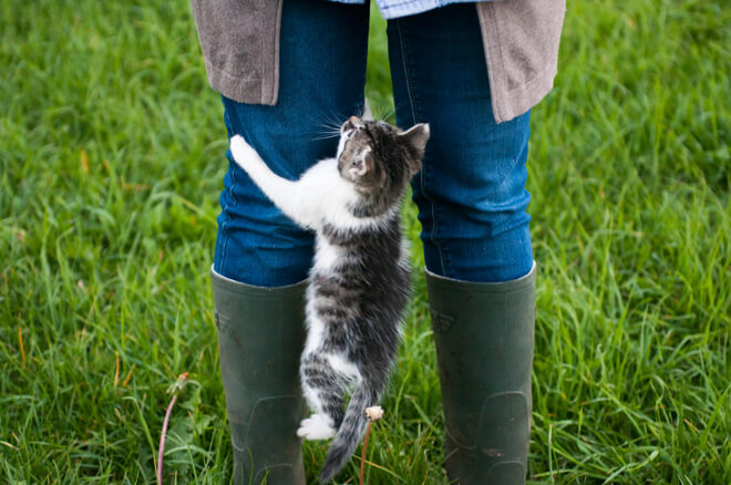 gatto che salta sulle gambe