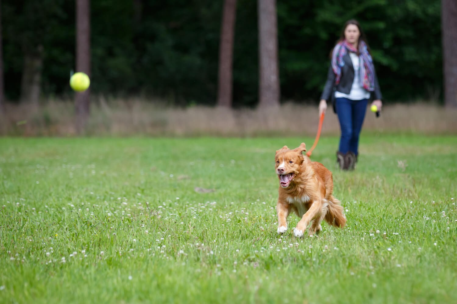 giochi per cani: imparare divertendosi