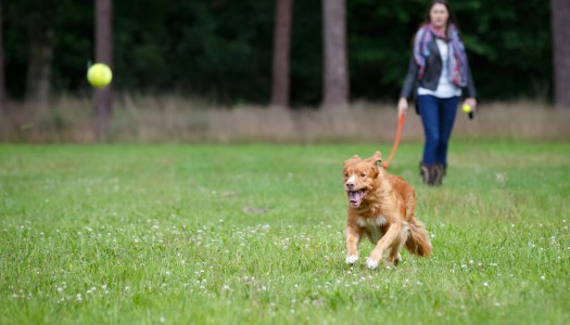 Giochi per cani: imparare divertendosi!