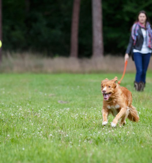 giochi per cani: imparare divertendosi