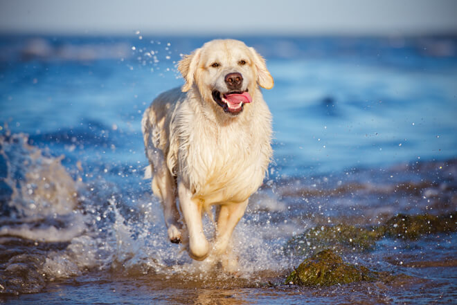 vacanza con il cane al mare