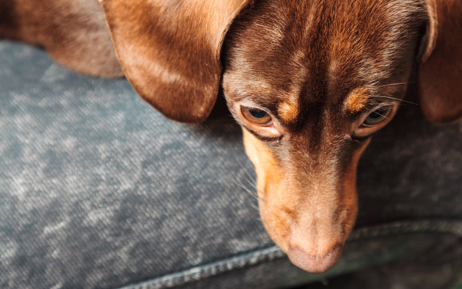 malattie del cane: leishmaniosi canina