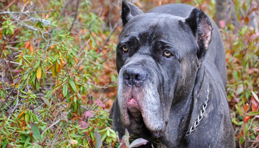 Mastino Napoletano: storia, carattere e standard