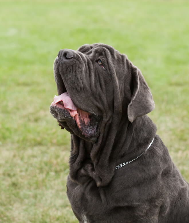 mastino napoletano abbaia