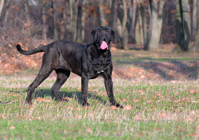 mastino napoletano nel bosco