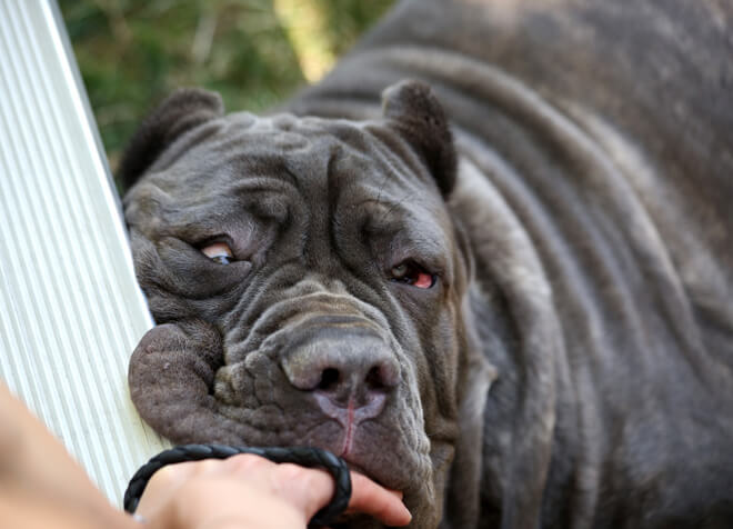mastino napoletano coccole