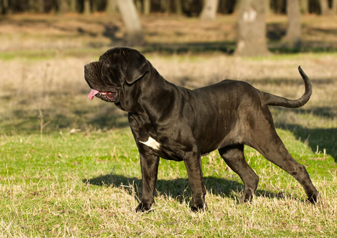 mastino napoletano corporatura