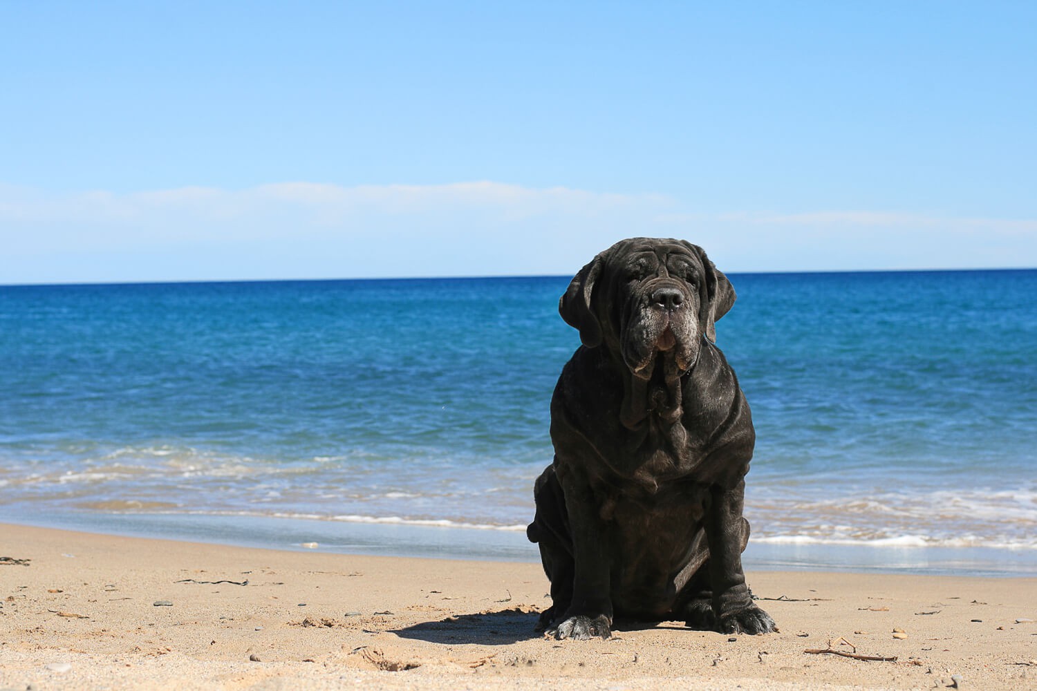 Mastino Napoletano: cose da sapere