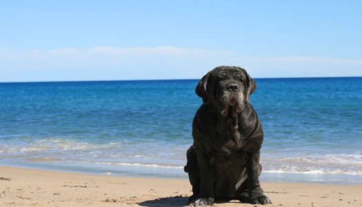 Mastino Napoletano: 8 cose che devi sapere quando scegli di vivere con lui