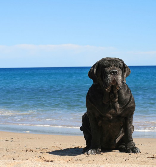 Mastino Napoletano: cose da sapere