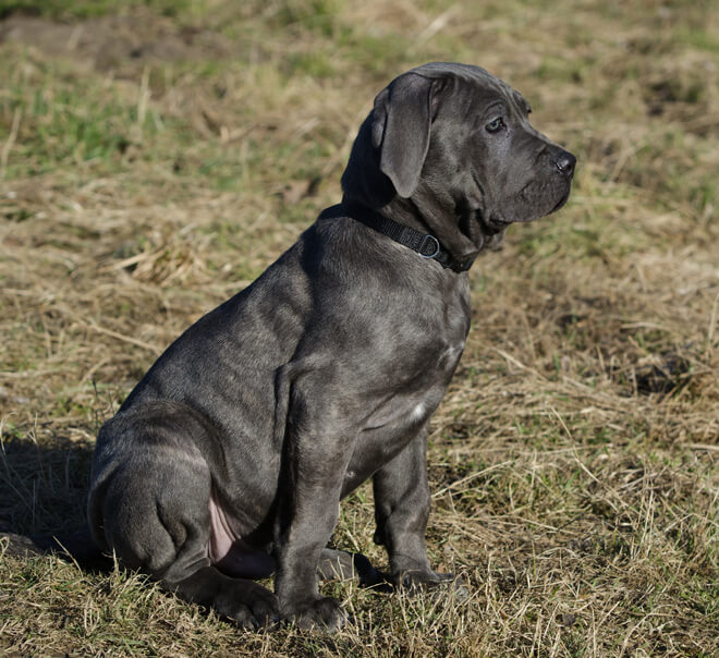 mastino napoletano cucciolo