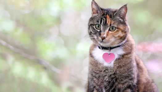 Nomi per gatti: consigli e idee per scegliere il nome del tuo gattino