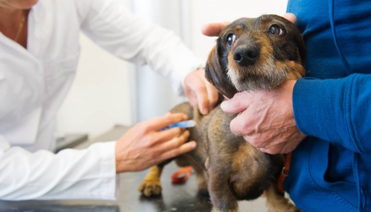 Oh no, il veterinario!