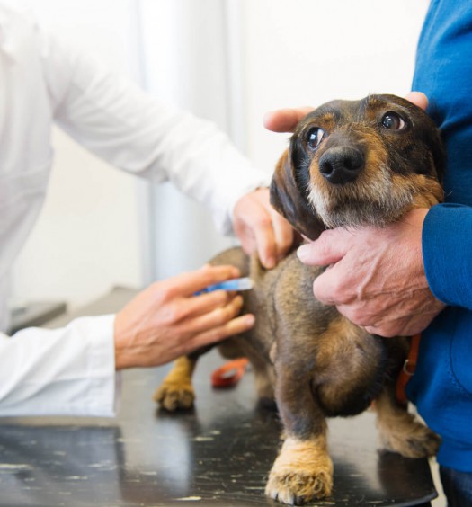 Come educare un cane ad andare dal veterinario