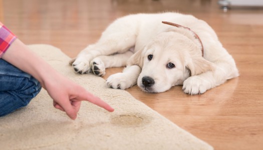 Come insegnare al cane a fare i bisogni fuori