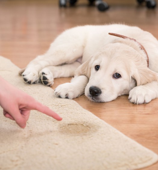 come educare un cane a fare i bisogni fuori casa