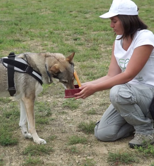 educare il cane: problem solving