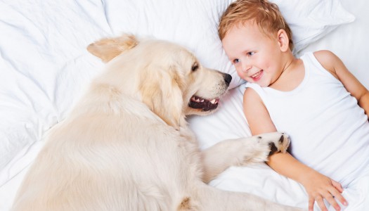 Aiuto… pulci in casa!