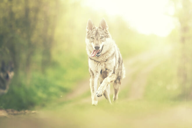 razza cane lupo cecoslovacco
