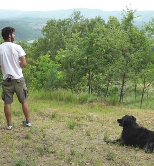 educare il cane: resta