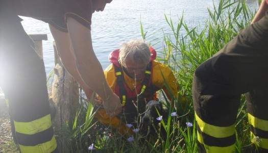 Salvato dai pompieri un cane intrappolato nel laghetto