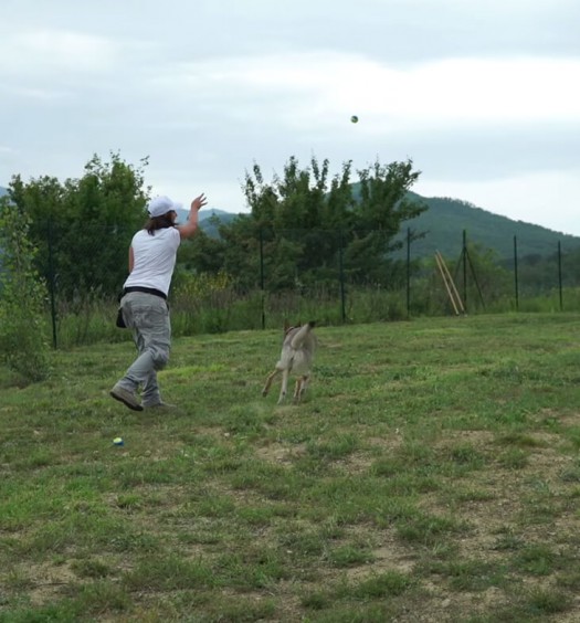 educare un cane: scambio e lascia