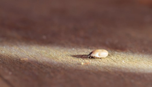 È primavera… ma occhio alle zecche del cane!