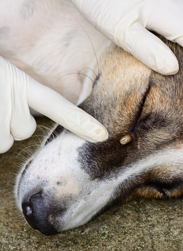 zecca nell'occhio del cane