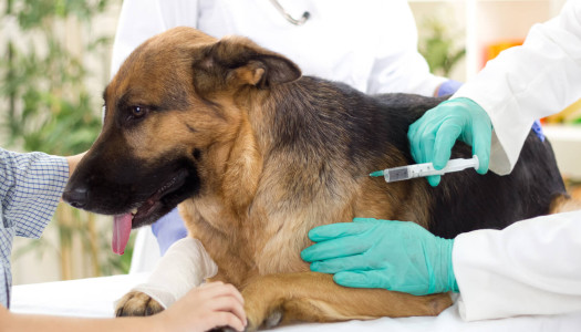 Cosa fare in caso di morso di vipera al cane?