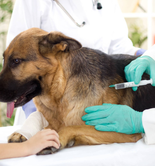 morso di vipera al cane