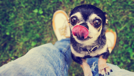 Come scegliere un cane: la tua guida completa