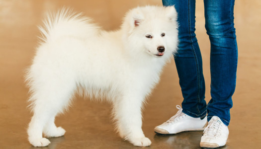 Samoiedo: 7 motivi per cui lo hai scelto e non te ne sei (quasi) mai pentito