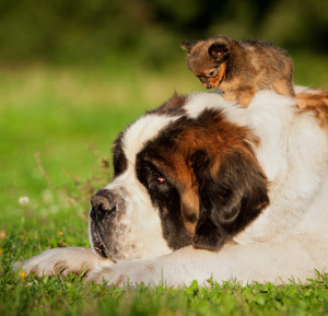 cane-piccolo-vs-grande