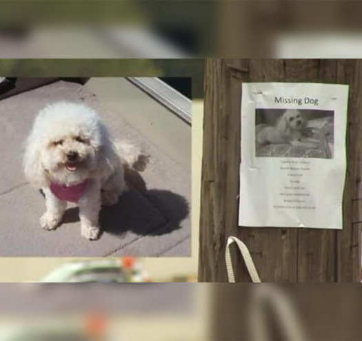 cane smarrito ritrova la famiglia