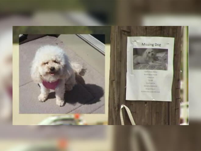 cane smarrito ritrova la famiglia