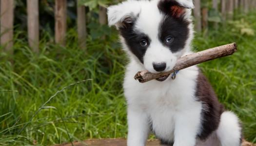 Cuccioli di cane: come prepararsi al loro arrivo