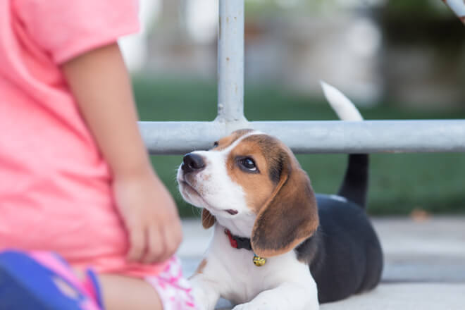amicizia con cucciolo di cane