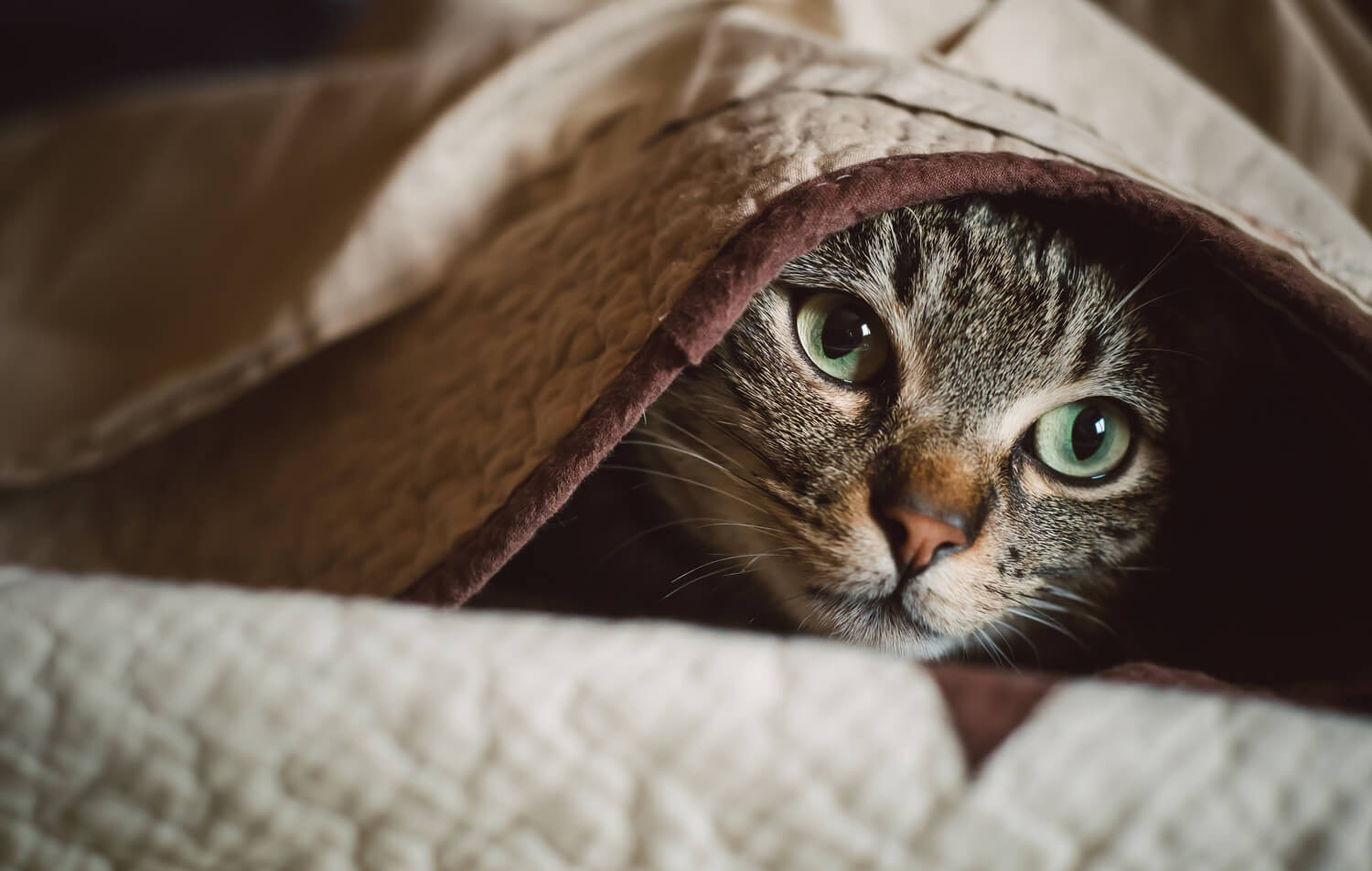 gatto che si nasconde sotto le coperte