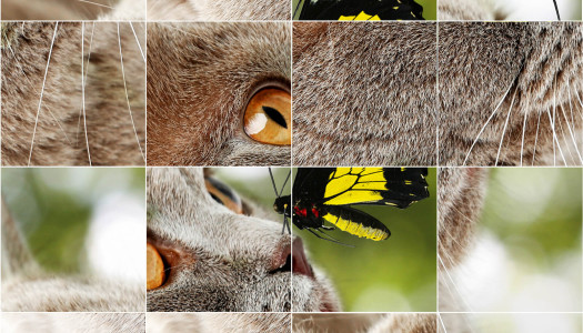 Puzzle gatti